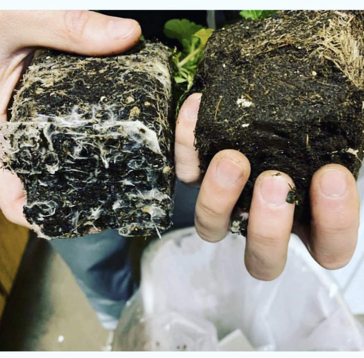 Big Foot Gold MYCORRHIZAL Fungi Concentrate (400 propagules per Gram) Endo Mycorrhizae Inoculant Powder for Explosive Plant Root Growth. Beneficial Bacteria 950,000,000 cfu/Gram, (Powder, 4 OZ)